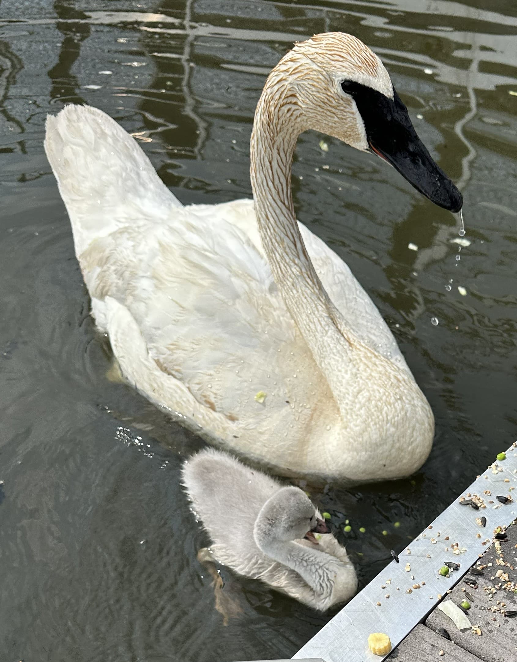 Swan City